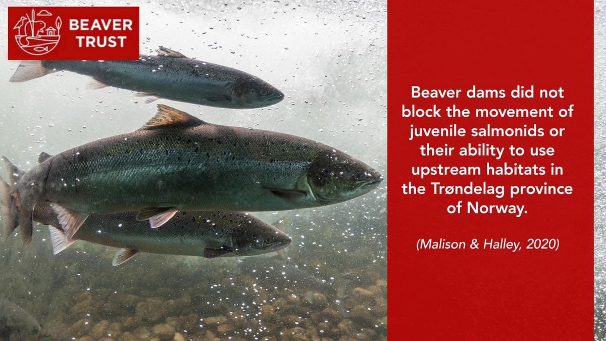 BeaverTrust's tweet photo. ✨Happy #FunFactFriday and even better it’s #FunFishFactFriday because, well why not? 🐠🐟🐬🐳🐡

Interesting new research has shown that beaver dams did not change or block the movement of fish on this stream habitat🎣 🏞

That’s great news for fish and beavers 👏🏼🦫🐠 https://t.co/OoHTCAQx3h