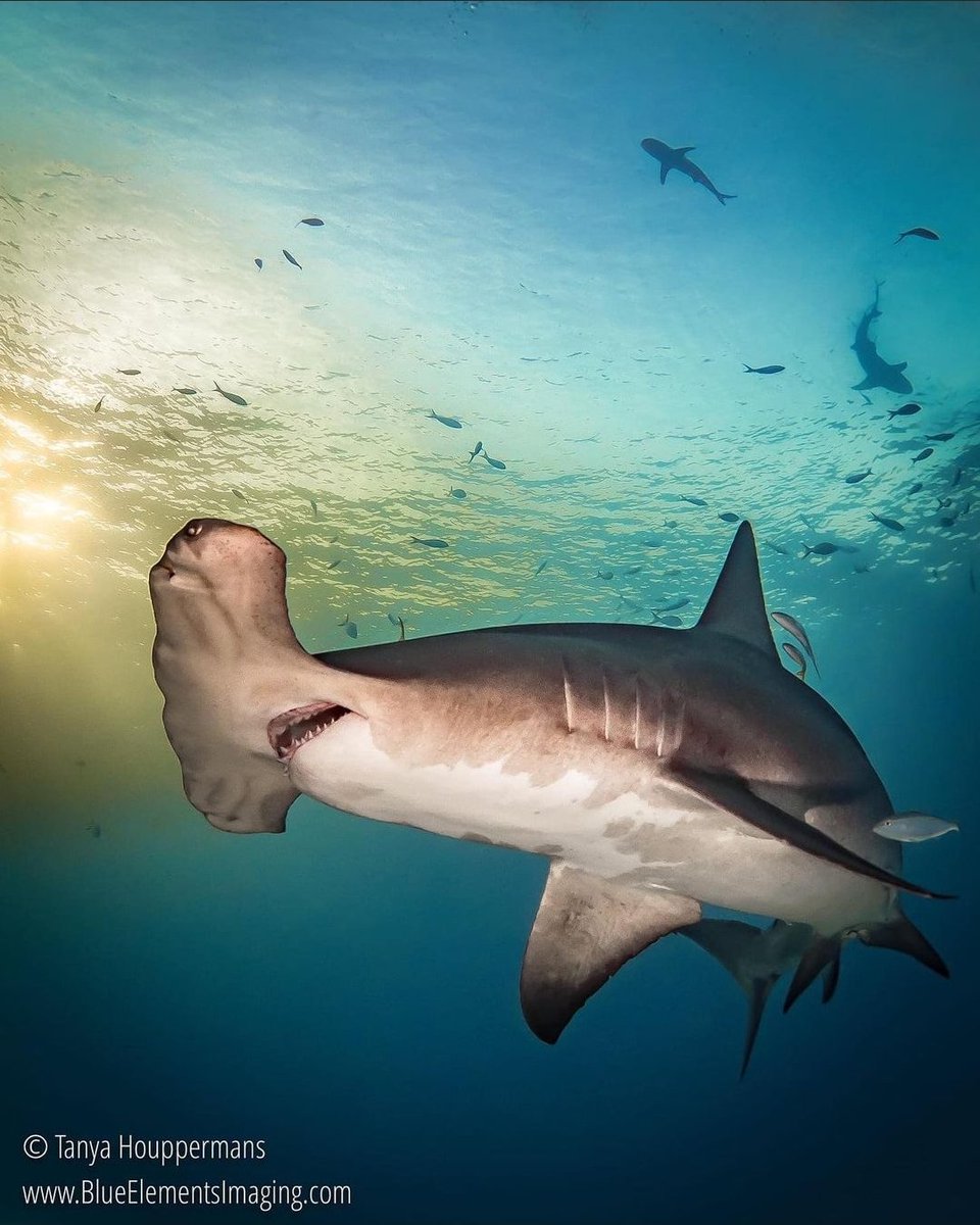 Happy Friday! What are your shark plans for the weekend? Tell us in the comments below 👇🏼 

Spectacular image of a Great Hammerhead during a Bahamian sunset by @blueelementsimaging 😍💙🦈

#SaveTheSharks
#SaveTheSharksSaveOurselves
