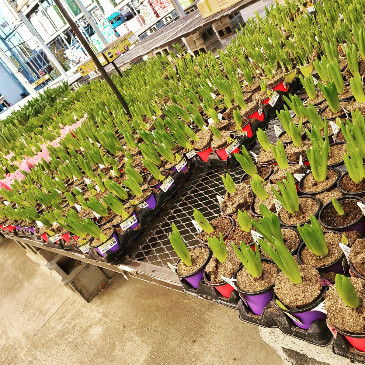 RChamberland2's tweet photo. Lowe's of Concord is ready for the weather!! Garden Gates are open & Spring is in the air 💙☀️🌱🌷💜
We are still hiring for the season! Come be part of a winning team!
@gaudette_randy @jamie_lutsko
#R18SpringHire #lowes #team2617 #district1291 #joinmyteam #teamwork #allin https://t.co/kIlxpoggMD