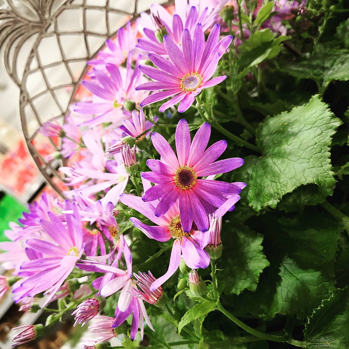 RChamberland2's tweet photo. Lowe's of Concord is ready for the weather!! Garden Gates are open & Spring is in the air 💙☀️🌱🌷💜
We are still hiring for the season! Come be part of a winning team!
@gaudette_randy @jamie_lutsko
#R18SpringHire #lowes #team2617 #district1291 #joinmyteam #teamwork #allin https://t.co/kIlxpoggMD