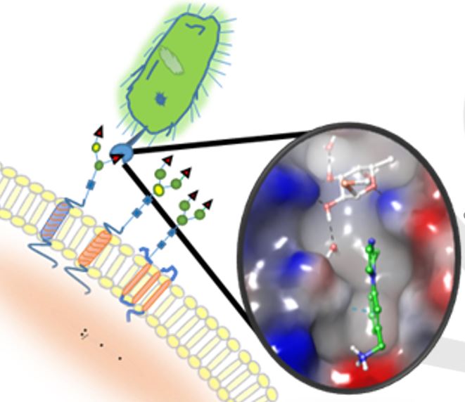 not here anymore (@anneimberty) on Twitter photo Our new article on exploring lectin pockets of pathogenic bacteria for drug design is out in <a href="/ChemEurJ/">ChemEurJ: Chemistry - A European Journal</a> Congratulation to <a href="/kanhaya90/">Kanhaya</a> <a href="/rafbermeo/">Rafael</a> and colleagues from <a href="/PhD4GlycoDrug/">PhD4GlycoDrug</a>
…mistry-europe.onlinelibrary.wiley.com/doi/epdf/10.10… Our new article on exploring lectin pockets of pathogenic bacteria for drug design is out in <a href="/ChemEurJ/">ChemEurJ: Chemistry - A European Journal</a> Congratulation to <a href="/kanhaya90/">Kanhaya</a> <a href="/rafbermeo/">Rafael</a> and colleagues from <a href="/PhD4GlycoDrug/">PhD4GlycoDrug</a>
…mistry-europe.onlinelibrary.wiley.com/doi/epdf/10.10…
