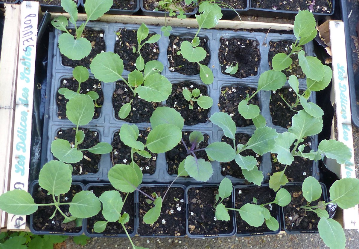 France3CA's tweet photo. Savez-vous planter vos choux à la mode d'Eric ? On vous explique tout : https://t.co/v6lxFQVRw8 #jardinage #potager #jardinier #légume #semis #chou #carotte #radis #salade #plantation #repiquage https://t.co/1ZZ8z2rN3P