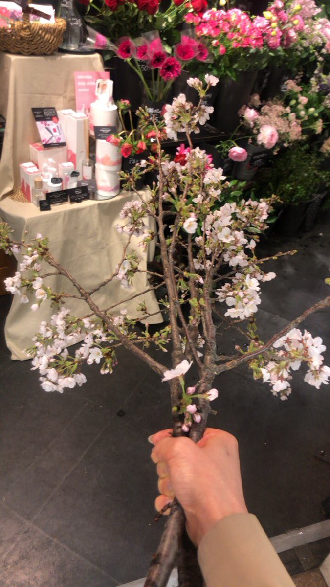 HisamiKatayama's tweet photo. え、待って。
どうやって持って帰るのこれ？？？

#花屋さんドン引き
#スナックひさみ準備
#無駄なこだわり 
#ABLab https://t.co/rTYh1SO3L4