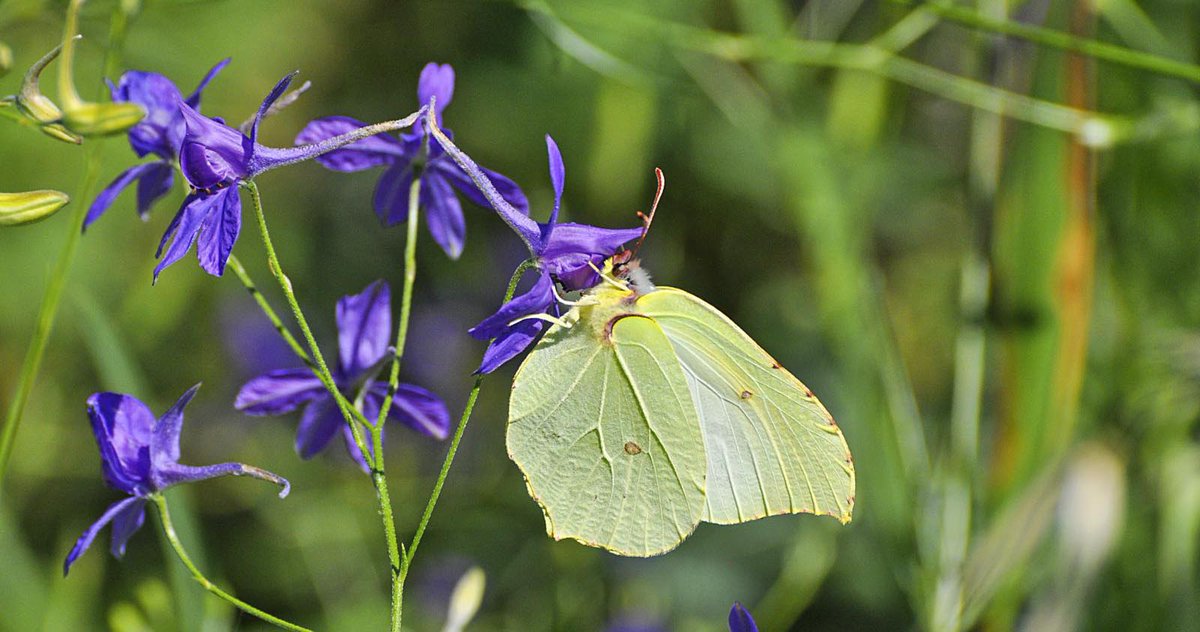 GWmag's tweet photo. Discover the simple steps you can take now to help pollinators in your garden. ππΈπ¦ Join our campaign for pollinators, in the April issue of @GWmag In shops now or buy online at: https://t.co/xoESbAyLr2 πΈ: Getty Images #PutPollinatorsFirst https://t.co/70AnYvi5aM