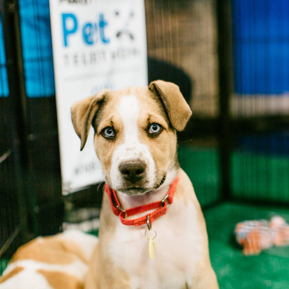 Standard Process Inc (@standardprocess) on Twitter photo Tune in now! We’re participating in the <a href="/fox6news/">Fox 6 News</a> and <a href="/wischumane/">Wisconsin Humane Society</a> Pet Telethon as the featured donor during 9-10 a.m.
Learn more: hubs.li/H0JXF_v0 Tune in now! We’re participating in the <a href="/fox6news/">Fox 6 News</a> and <a href="/wischumane/">Wisconsin Humane Society</a> Pet Telethon as the featured donor during 9-10 a.m.
Learn more: hubs.li/H0JXF_v0