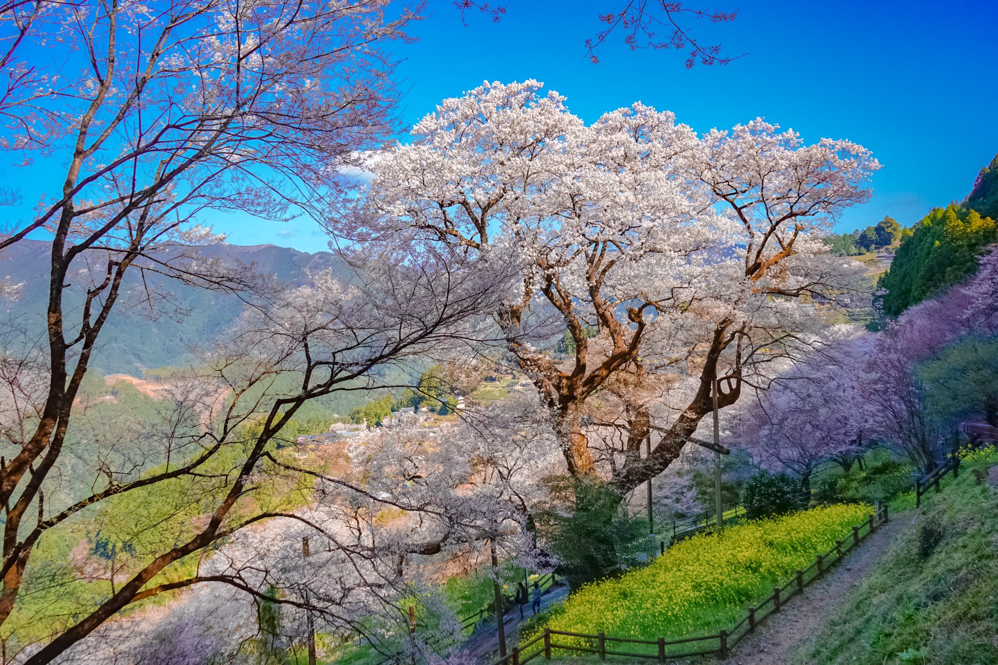 𝐓𝐎𝐌𝐎𝐙𝐎 𝐏𝐡𝐨𝐭𝐨𝐚𝐥𝐛𝐮𝐦 ひょうたん桜 撮影日 21 03 23 撮影地 ひょうたん桜公園 高知県吾川郡仁淀川町 県の天然記念物 樹齢約500年 樹高約21m 根元廻り約6mのエドヒガン桜 つぼみの形がひょうたん に似ていることから ひょうたん桜