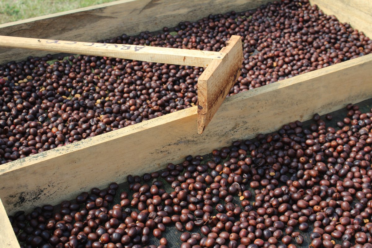 BeanMiles's tweet photo. New #coffee coming shortly from Brazil🇧🇷and Honduras🇭🇳 https://t.co/fXQVNCXrE0
