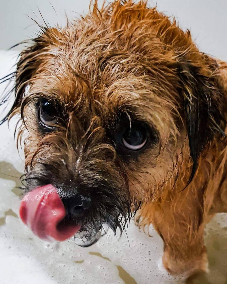 epochdotpet's tweet photo. That fresh Friday feeling! #BathTime ⬇️ 🧼

I hope everyone has had a great week. Little Lily has a fun-filled week of running around and getting very dirty, so today is bath day. Have a wonderful weekend! ❤️

#epochdotpet #Lily #Bath #Bubbles #Cutie #Clean #dogs #BorderTerrier https://t.co/dKGKeHZhRu