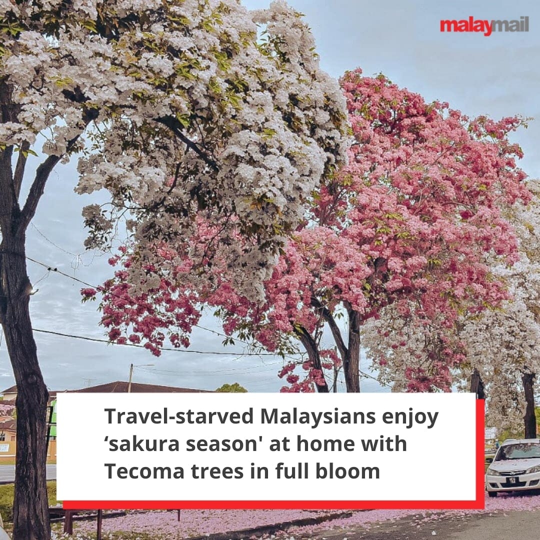 Musim Sakura Di Kl Perak Melaka Mcm Musim Bunga Di Jepun Korea Selatan Dbkl Tanam 10 030 Batang Pokok Tecoma 42 Perak 22 Pulau Besar 72 Isu Semasa Semasa Forum Cari Infonet