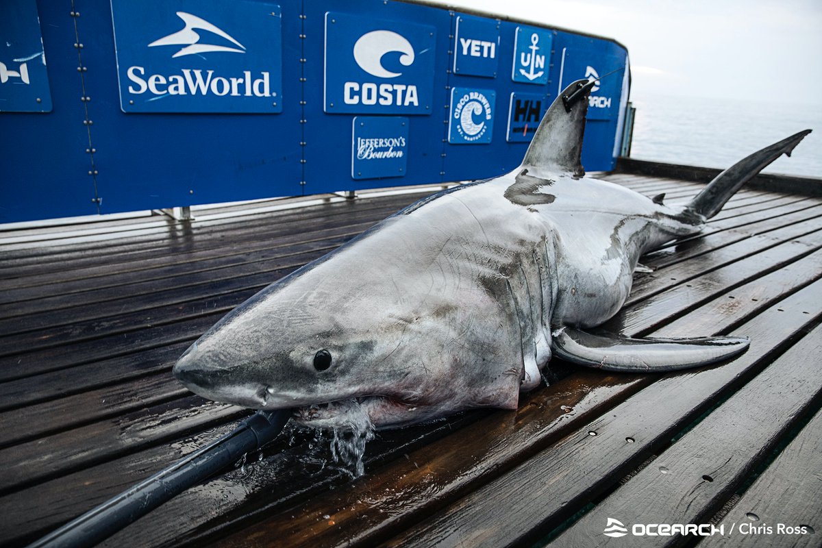 SharkMontauk's tweet photo. Meet Freya! Meaning "Noble Woman" this 11 ft 8 in 883 lb (3.56 m 400.5 kg) sub-adult female was named in honor of the women researchers on #ExpeditionCarolinas + past @OCEARCH expeditions. We couldn't do it without all of YOUR hard work and dedication! 😌🦈🙌 #WomensHistoryMonth https://t.co/8PAjD1QuWg