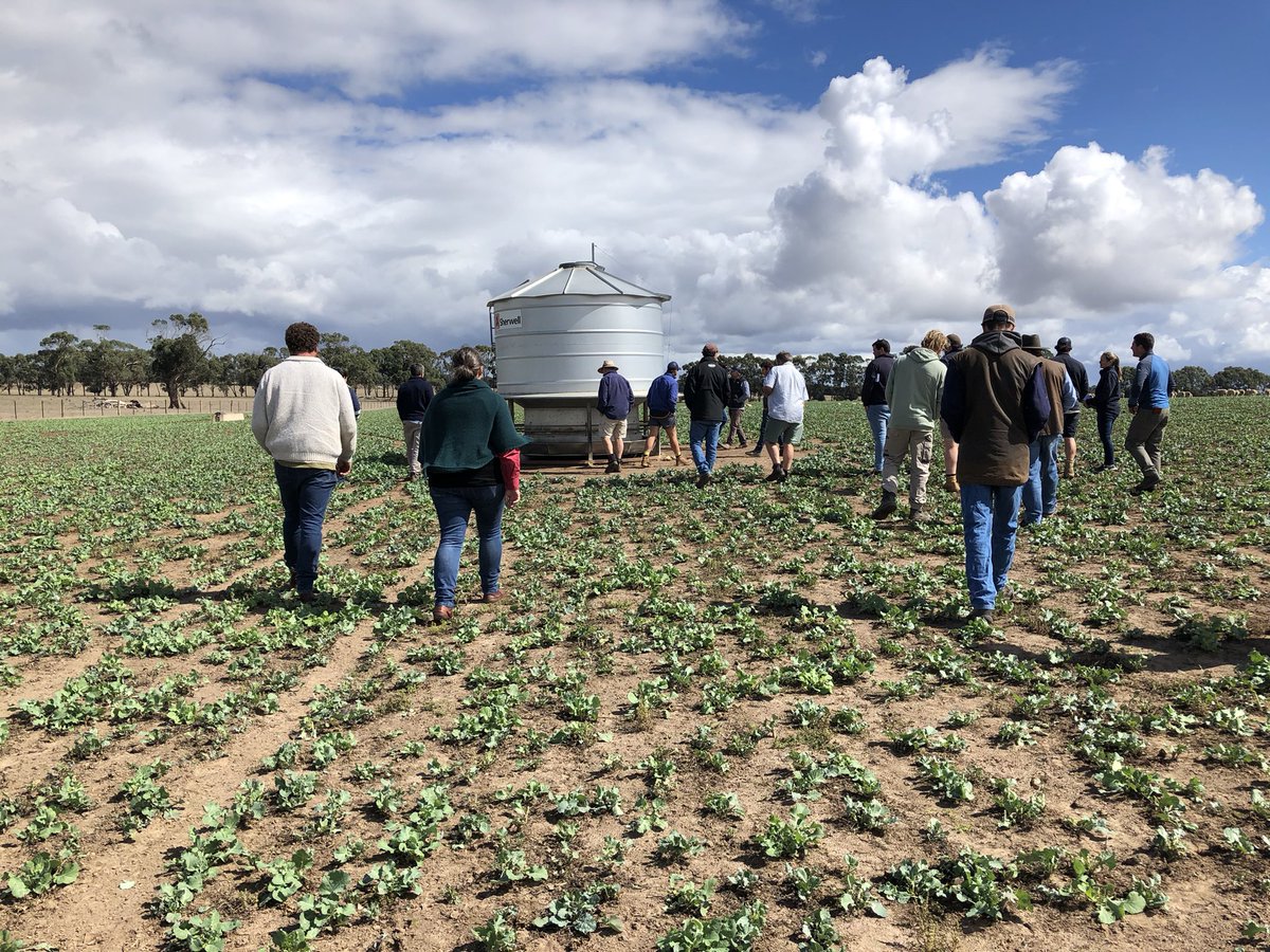 Thrive_Agri's tweet photo. A couple of great days on the Thriving Ewe Lambs tour. Lots of great discussion, different ideas, sharing and learning. Many thanks @paradooprime @cuyuac GSimson, TFleetwood, BYoung for sharing https://t.co/wXLfoEAO4W