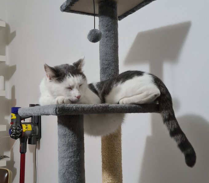 I love when he sleeps with his tummy hanging out of the hole in this platform https://t.co/x6TgdVbyy