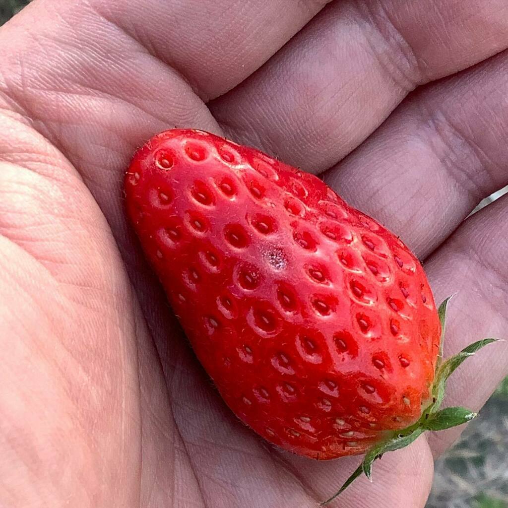 ট ইট র 常磐農産 いちご屋ニシデ 高温期に突入して うどんこ病が発生しました 果皮や葉面にうどん粉をまぶしたようにカビが生える病気です 食えますが 出荷は出来ません 本日 殺菌剤を散布 沈静化するとよいのですが いちご うどんこ病 常磐