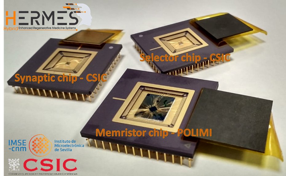 HERMES-FET (@hermes_fet) on Twitter photo A nice pic from our consortium members' work in progress: "The synaptic, selector, and memristor #chips for the in-vitro phase of the project are ready at <a href="/IMSECNM/">Instituto de Microelectrónica de Sevilla</a>. Let's hope everything works well when connecting them together!"
With <a href="/CSIC/">CSIC</a> <a href="/JavadFarsani/">Javad Farsani</a> <a href="/NanoDeviceLab/">NEDL - NanoElectronic Device Lab</a>
#brain A nice pic from our consortium members' work in progress: "The synaptic, selector, and memristor #chips for the in-vitro phase of the project are ready at <a href="/IMSECNM/">Instituto de Microelectrónica de Sevilla</a>. Let's hope everything works well when connecting them together!"
With <a href="/CSIC/">CSIC</a> <a href="/JavadFarsani/">Javad Farsani</a> <a href="/NanoDeviceLab/">NEDL - NanoElectronic Device Lab</a>
#brain