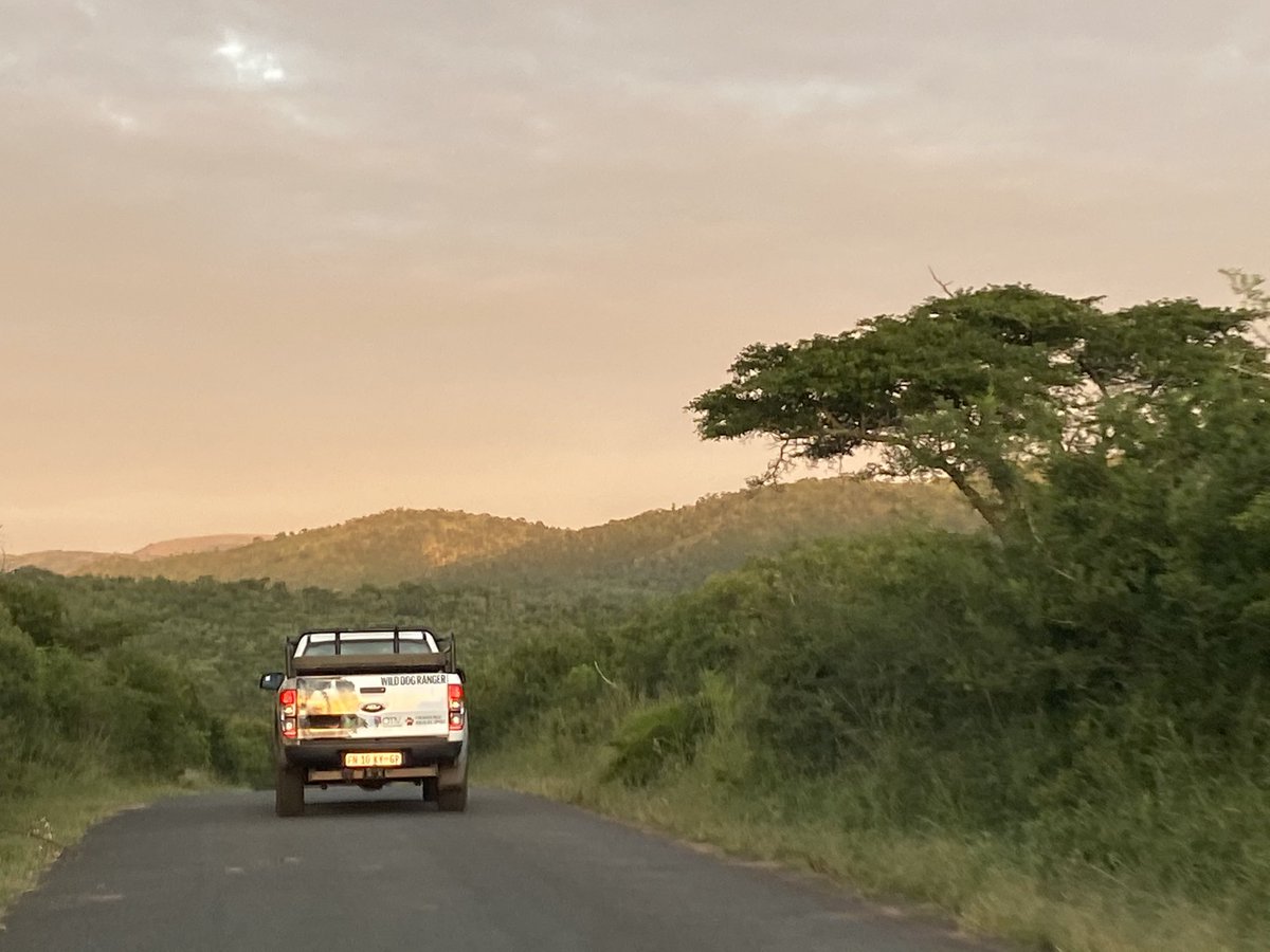 AndreaFuller06's tweet photo. Heading home after a successful week collaring wild dogs, thanks to the efforts of a great team. We missed having project leader @RosieWoodroffe and others in UK team join us. https://t.co/hcESGYZp34