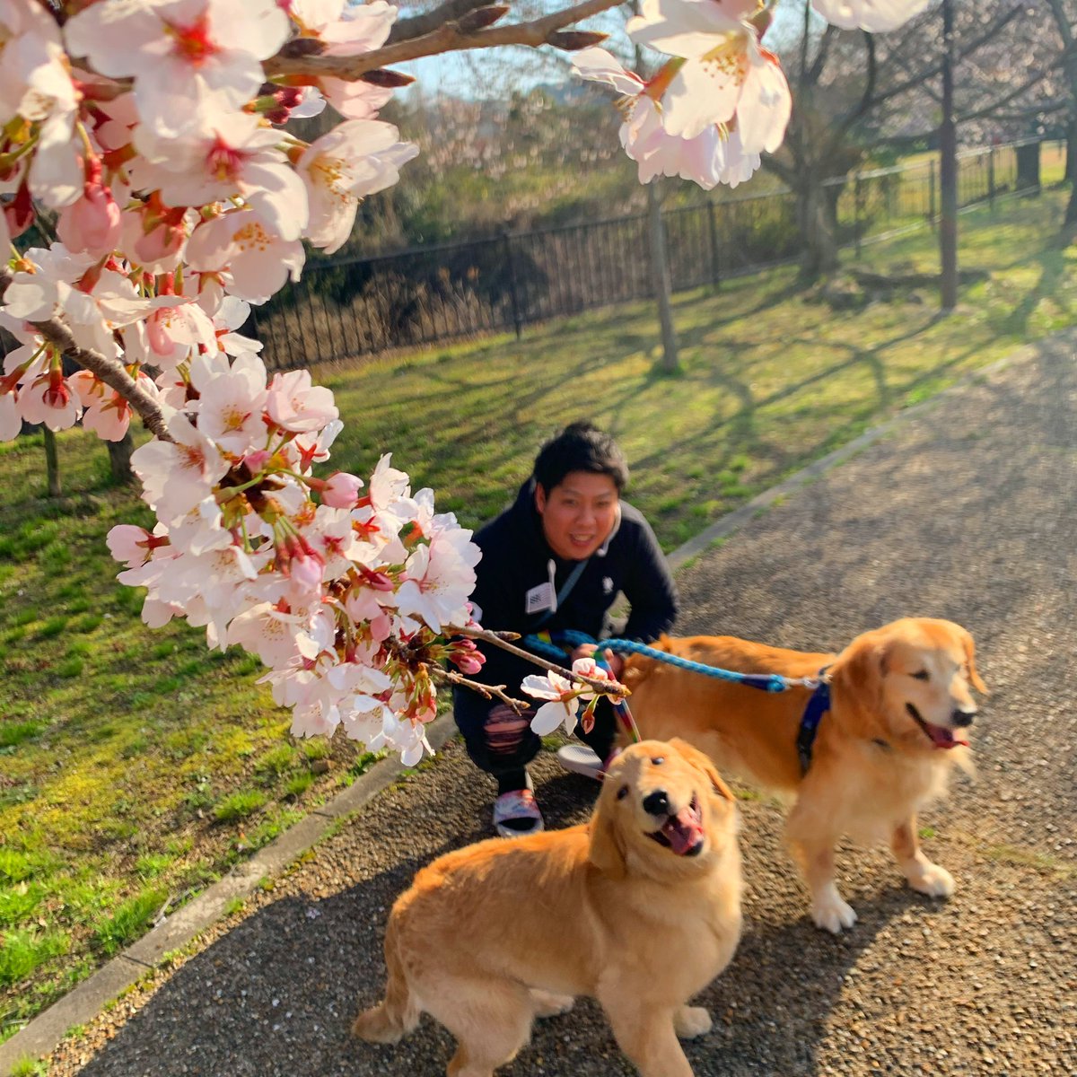 kashibamin's tweet photo. 桜見に公園へ🌸 https://t.co/C0lZg8QDw2
