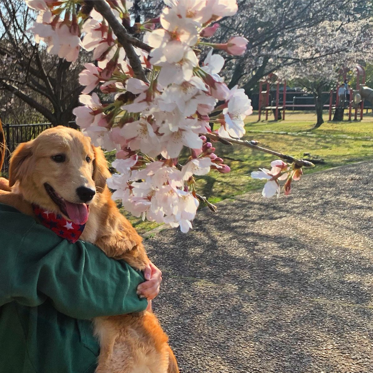 kashibamin's tweet photo. 桜見に公園へ🌸 https://t.co/C0lZg8QDw2
