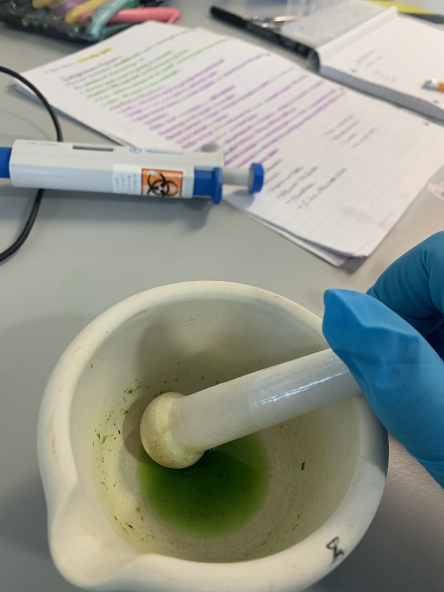 DannyScadding's tweet photo. It was nice to be back in the lab yesterday to do a plant practical!! It was strange but nice to be able to see people in a safe way! #biology #labwork #UoP https://t.co/mHnSxEi7NL