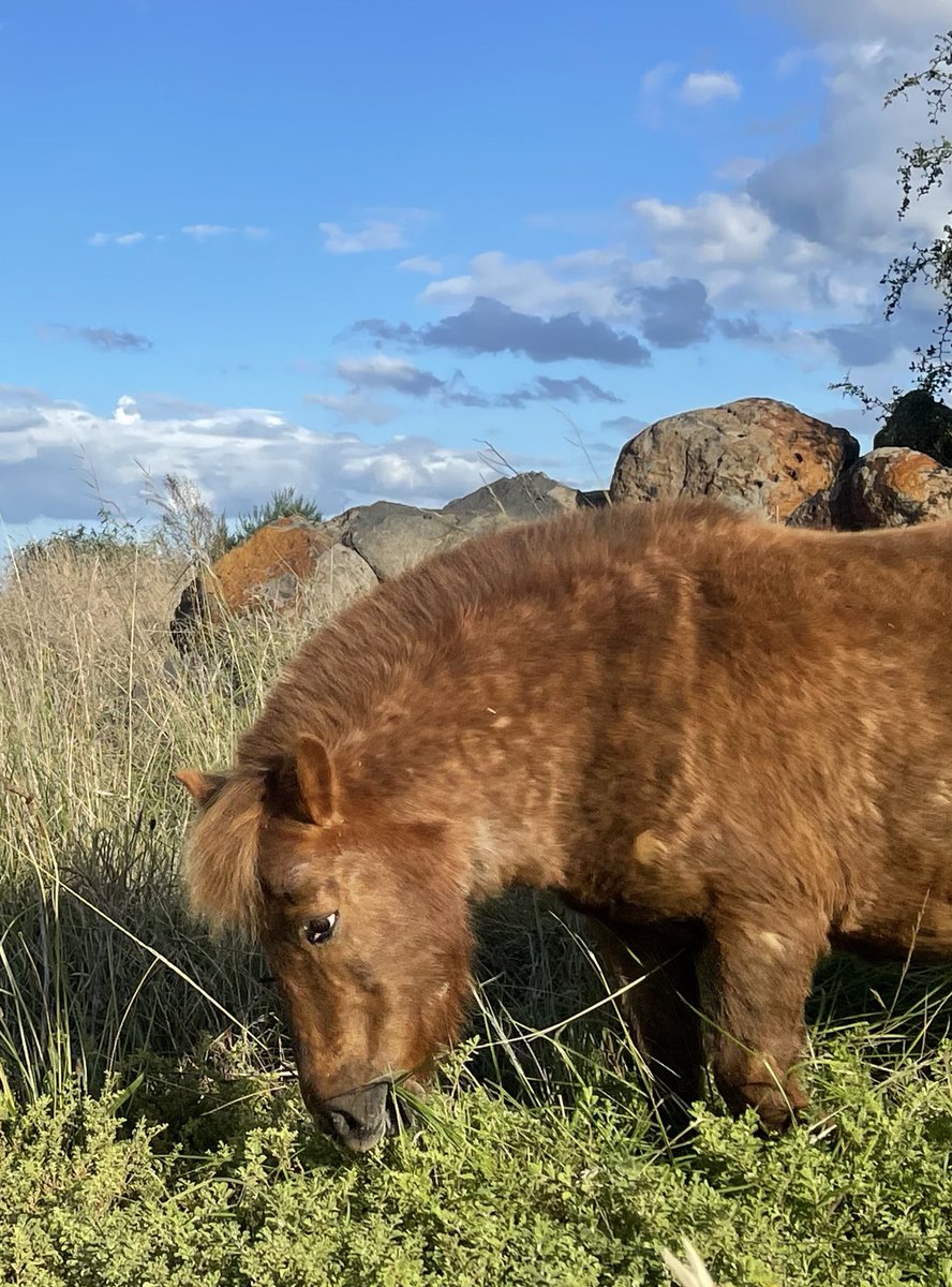 estabunjee's tweet photo. Winter coat coming in and so fluffy! https://t.co/kr0QUlJtmZ