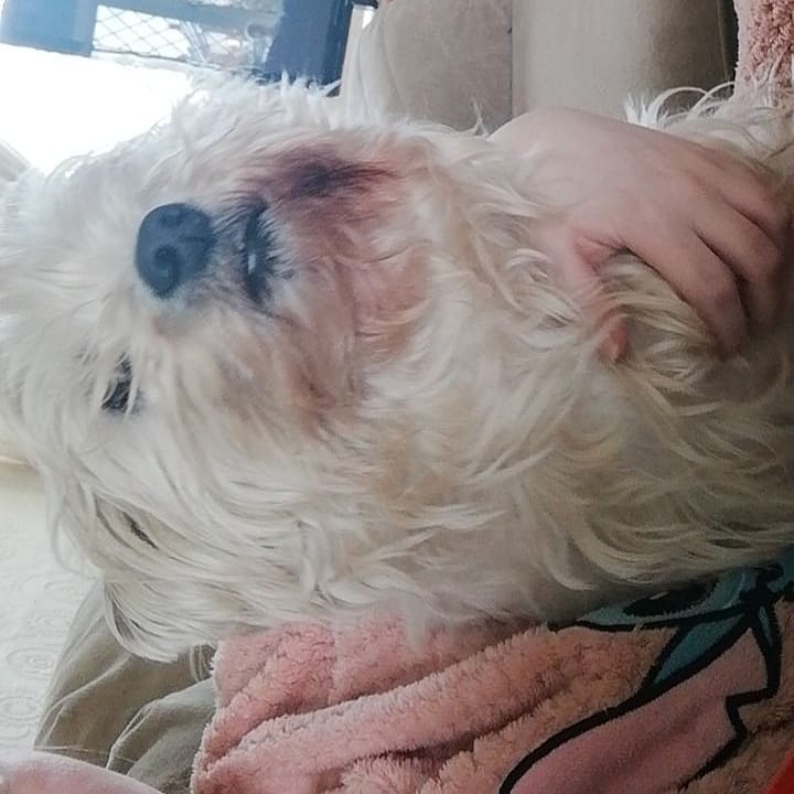 Animals021's tweet photo. He wants all the attention 😂😂🥰🥰❤️❤️ https://t.co/IrdgrS9nOD