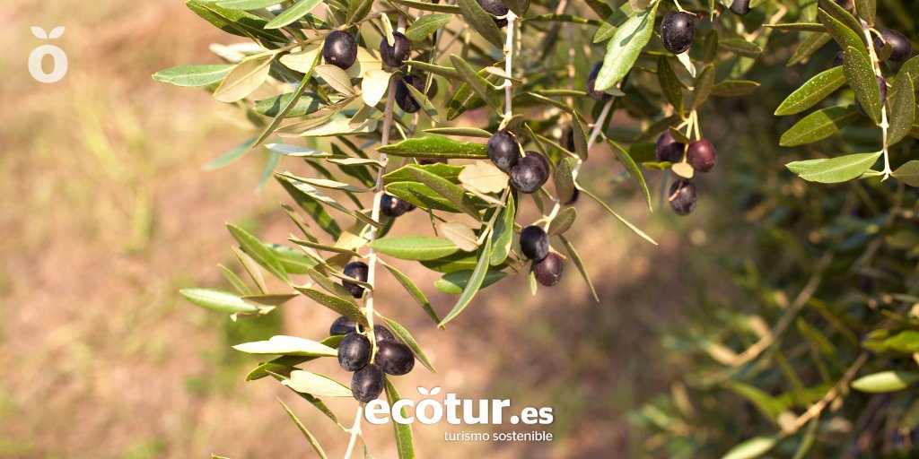 ecoturspain's tweet photo. 🌱En los alojamientos de la #RedEcotur se promueve la producción agroecológica:
- Local
- De temporada
- Natural
🧭Poner en valor el #patrimonio de los territorios rurales, contribuyendo a la conservación de la cultura #local y las #tradiciones.
ℹ️https://t.co/o0DAlvT7ki https://t.co/HEfkUWVDaY