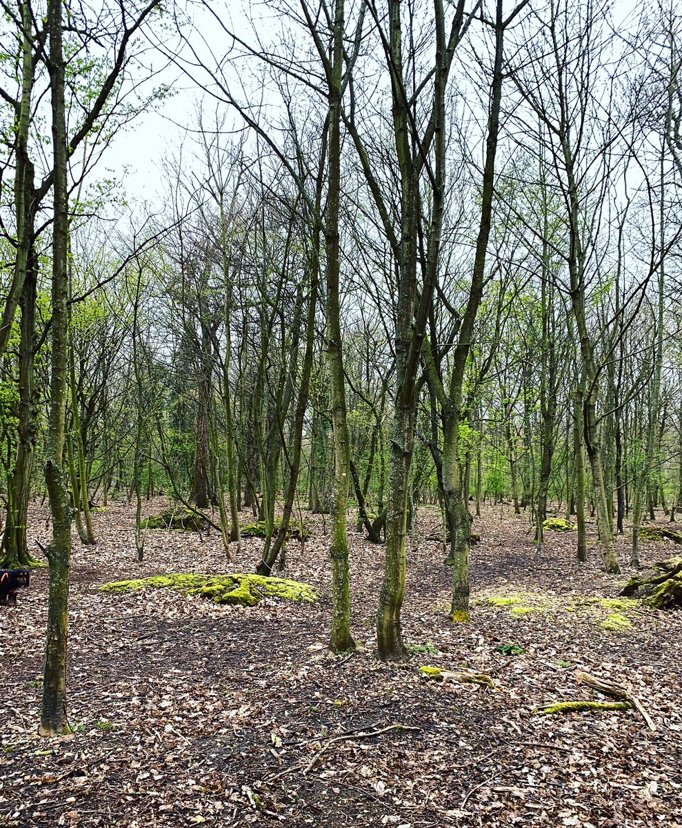 kathor75's tweet image. La nuit meurt, l’hiver fuit; maintenant la lumière,
Dans les champs, dans les bois, est partout le première. #Hugo #promenadedumatin #lifewithadog