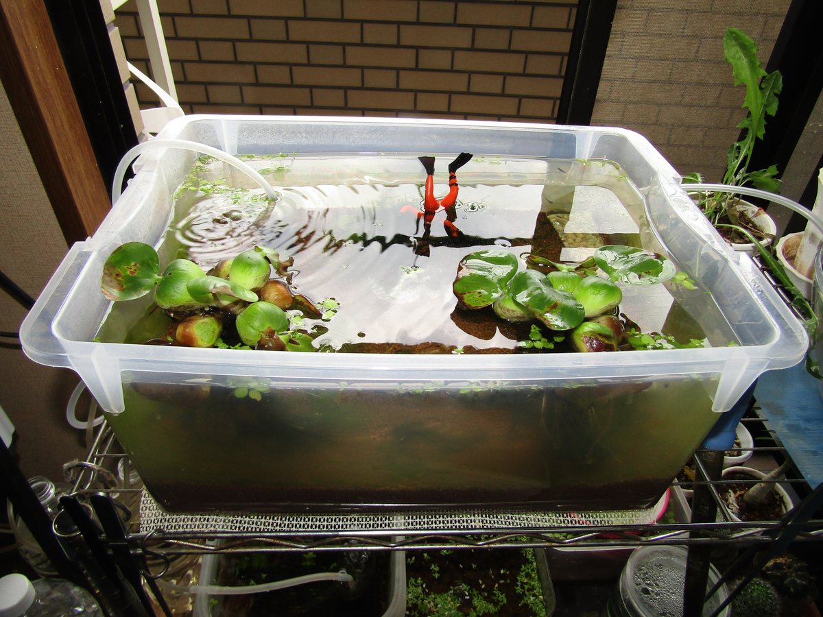 高瀬浩司 50代の趣味や日常生活 メダカ 水槽に飾るオブジェで ダイバーが宝箱を引き上げる演出です 水深が浅いと 犬神家の一族 的な演出が可能 水槽オブジェ 犬神家の一族ごっこ