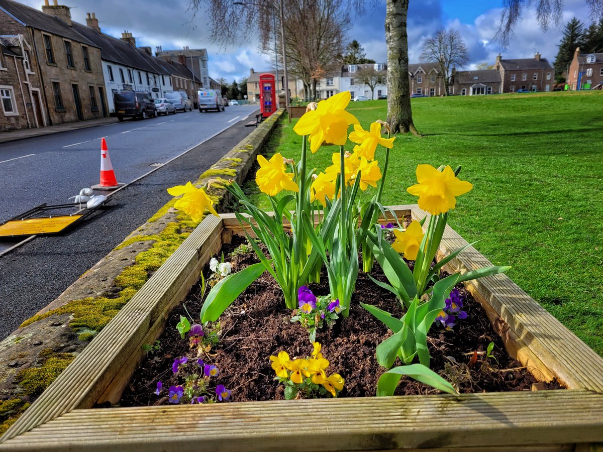 Good Morning from Denholm Village ~ the daffodils are certainly brightening up our lovely village at the moment #springtime #villagelife #staysafe