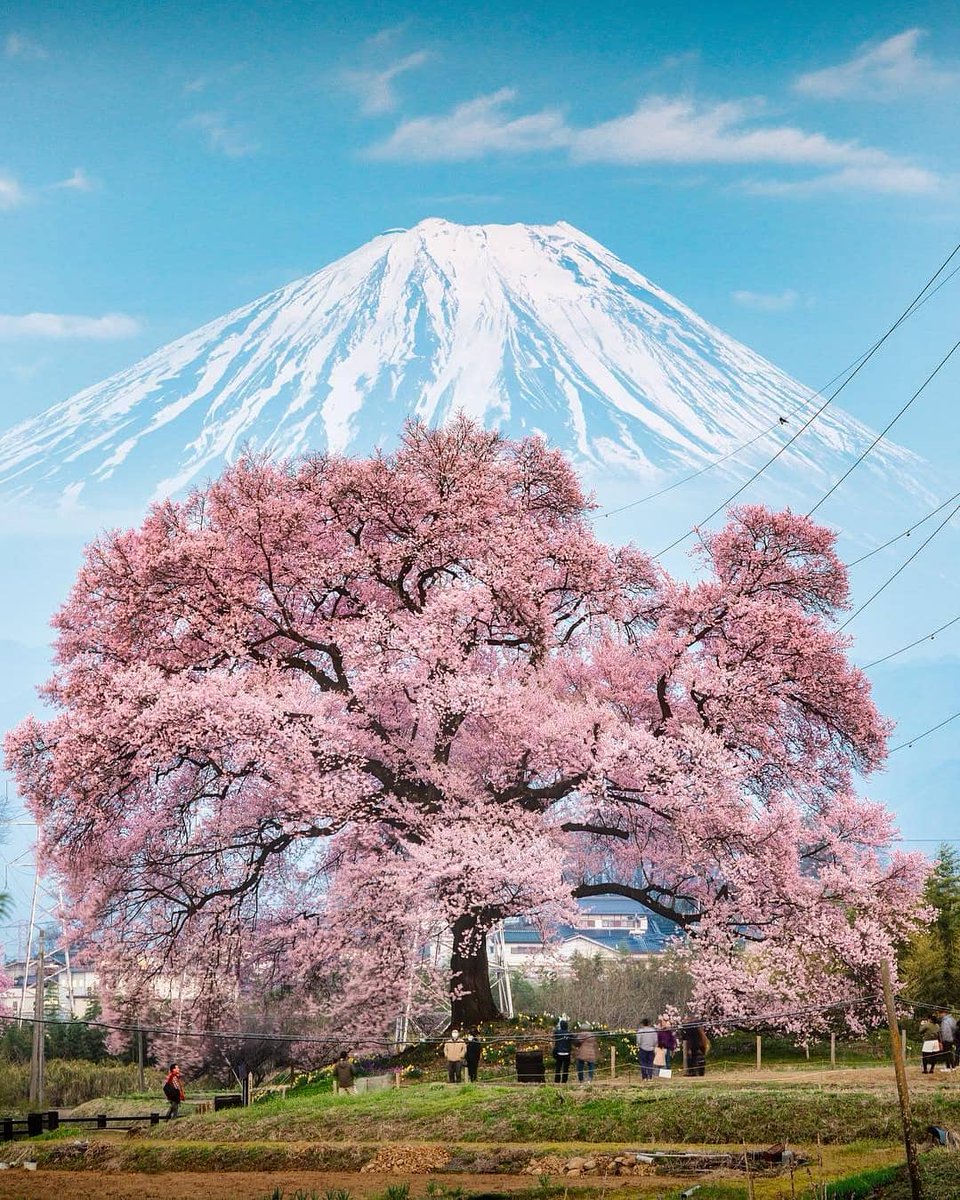 planetdoga's tweet photo. Japonya'nın çiçeklerinin baharla olan dansı🌸 https://t.co/n3ODS6pK1F