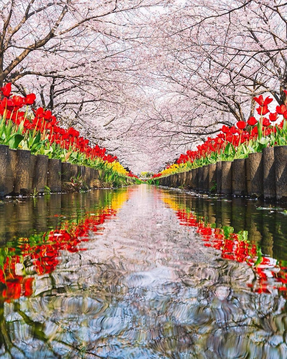 planetdoga's tweet photo. Japonya'nın çiçeklerinin baharla olan dansı🌸 https://t.co/n3ODS6pK1F