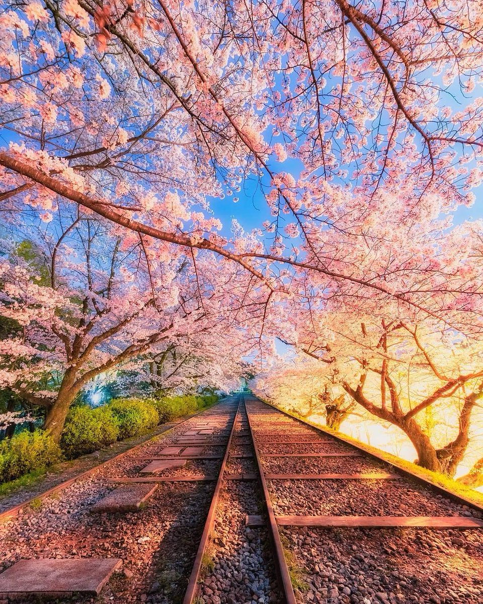 planetdoga's tweet photo. Japonya'nın çiçeklerinin baharla olan dansı🌸 https://t.co/n3ODS6pK1F