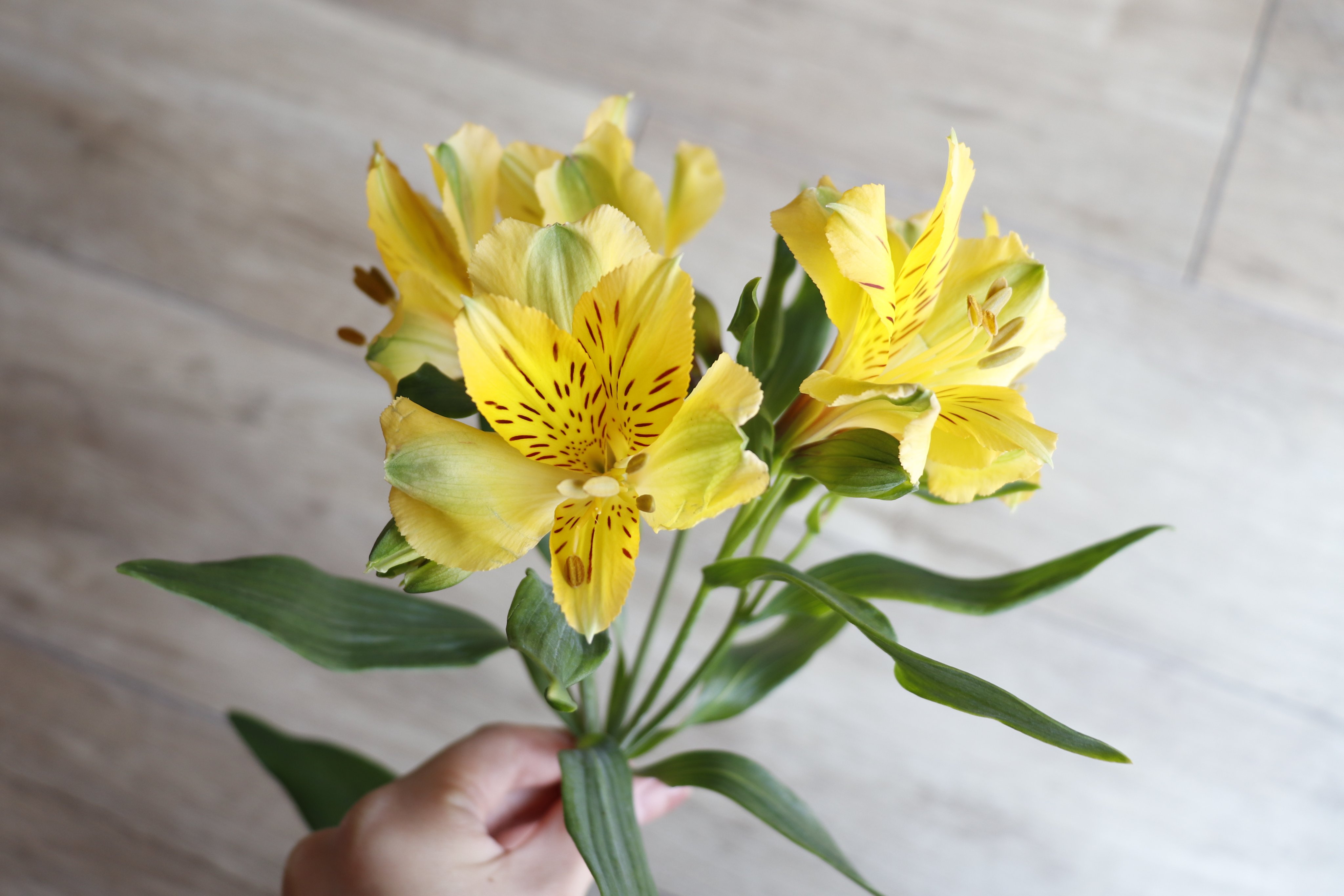 花キューピット I879 Com 公式 A Twitter 4月の誕生花アルストロメリアは 入学 入社祝いにぴったりの 未来への憧れ という花言葉を持ちます 色も豊富なのと 切り花の中でも特に長持ちするので 今の時期に楽しんでいただきたいお花の一つです T