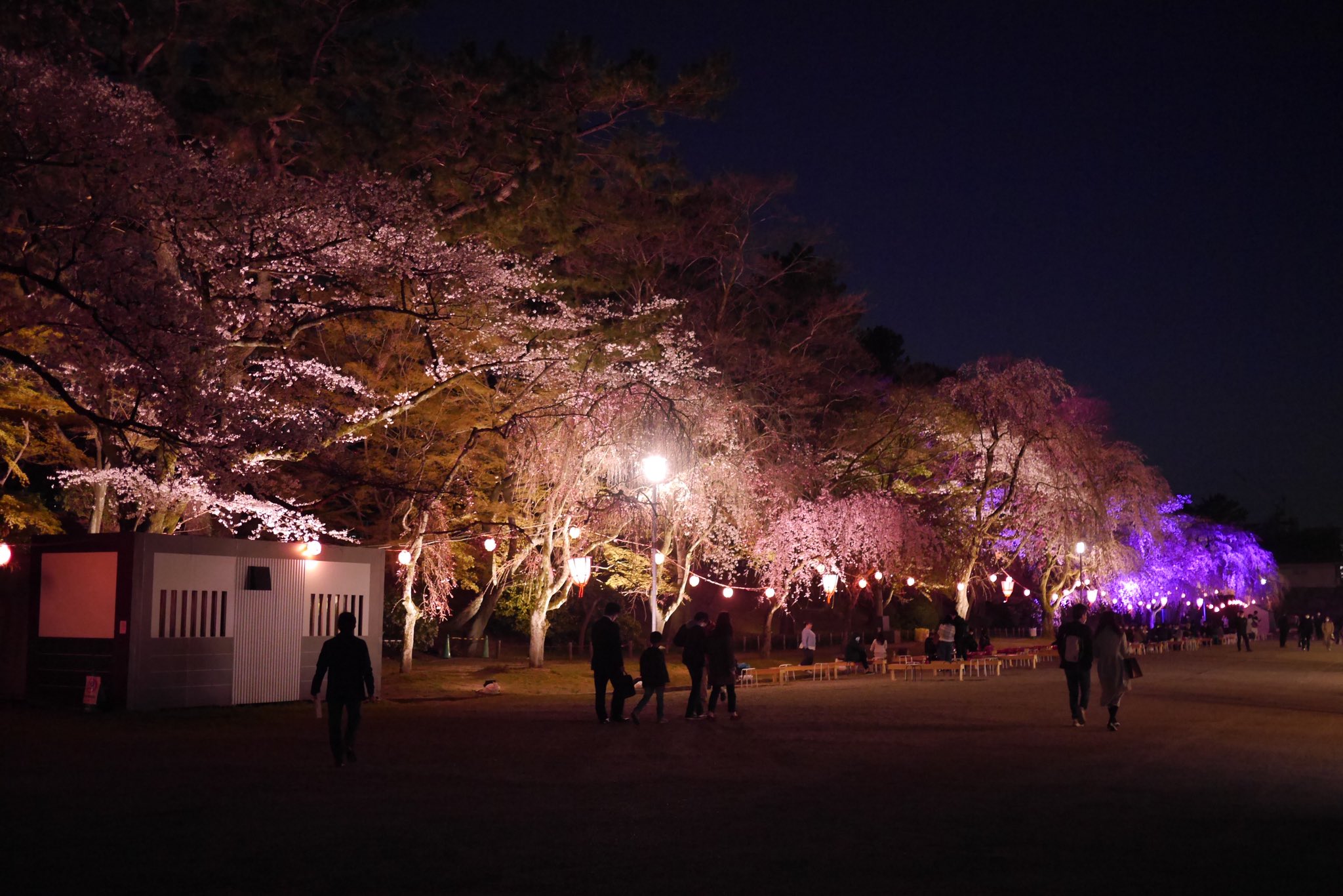 Twitter 上的 名古屋城 Nagoya Castle 名古屋城桜まつり 夜のライトアップが本日3 26金から始まりました 金鯱もライトアップ中 幻想的に浮かび上がる夜桜 輝く金鯱をお楽しみください 名古屋城桜まつり 3 26金 4 4日 4 6火 4 11日 午前9 00 午後7 30 午後8