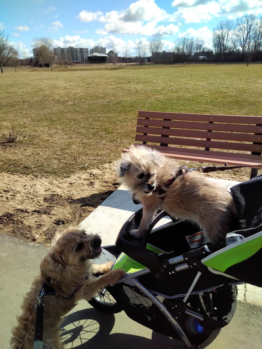 michellebethtay's tweet photo. @Gracie05272013 This is @BadMojo15  in the stroller and her brother Phinneas  :) https://t.co/HxPcHw4cwR