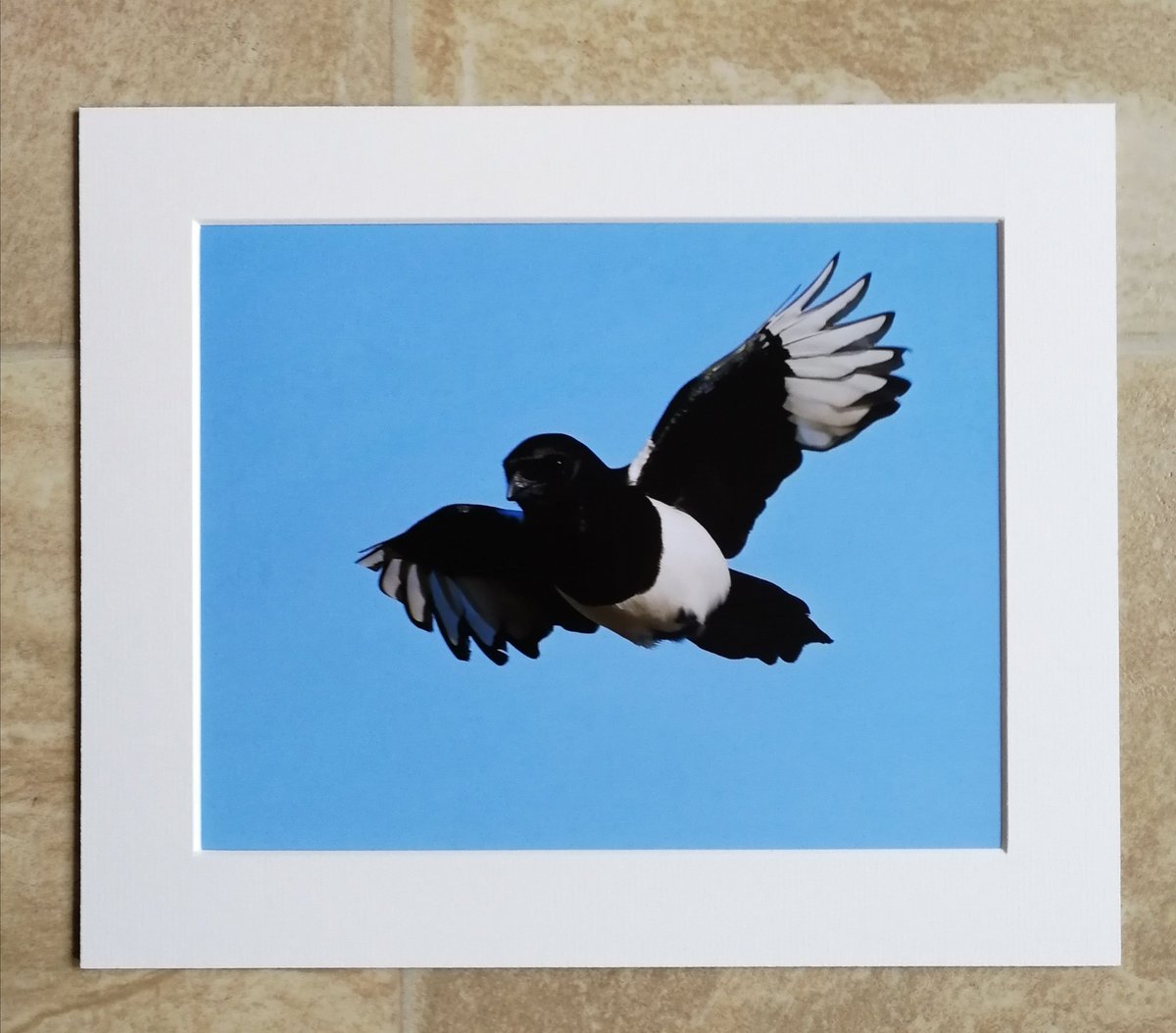 'Super Magpie' 10x8 mounted print.  You can buy it here; https://www.carlbovis.com/product-page/super-magpie-10x8-mounted-print 