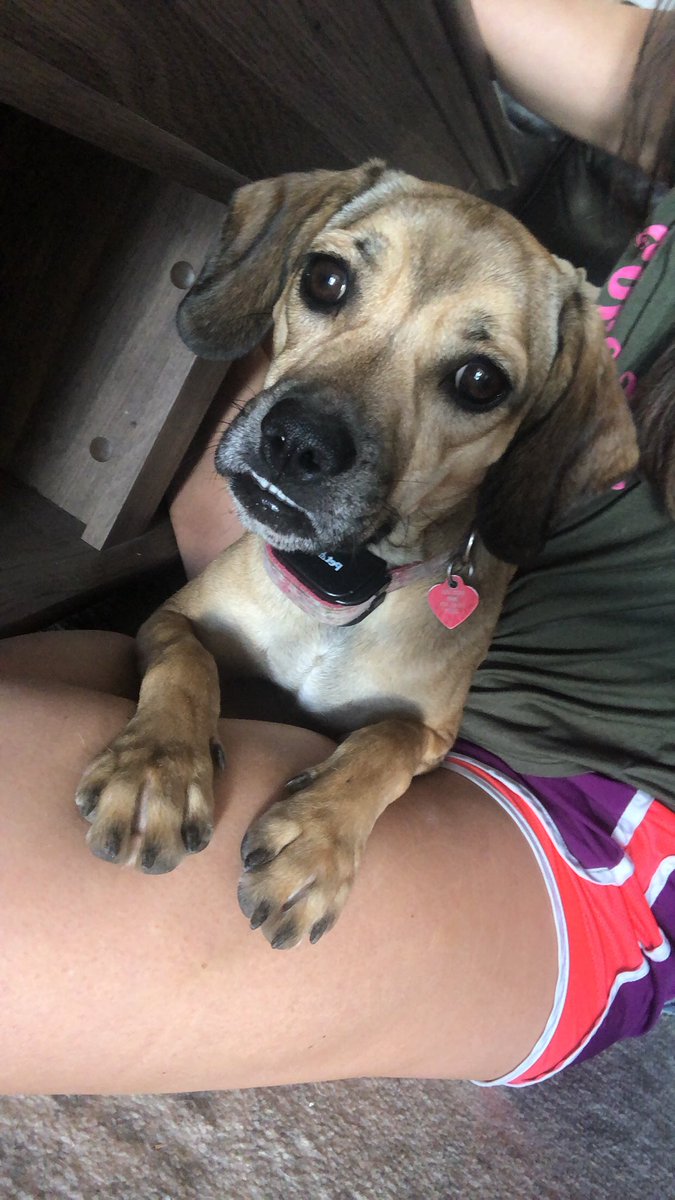 RB_Chandler's tweet photo. @dog_rates Maggie Mae and Blue 😍 the two best friends anyone could have! https://t.co/dUvusWhEp4