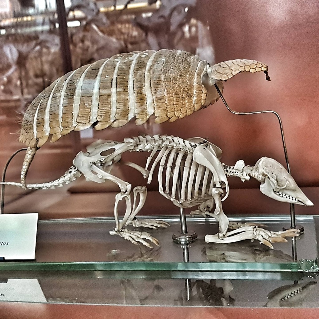 armadillo skeleton