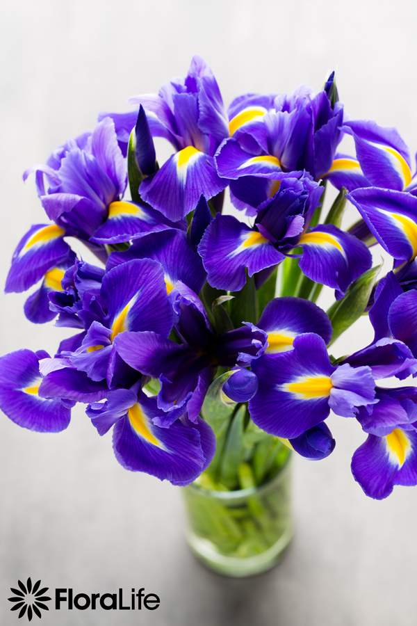 Floralife1938's tweet photo. Did you know... iris in Greek means "rainbow"? A nod perhaps to the wide range of vibrant colors irises come in; from white and yellow to the deepest purple.

We would love to see your bouquets and arrangements with the bright iris. Share them with us here. @interflora.co.uk https://t.co/epp9rX5128