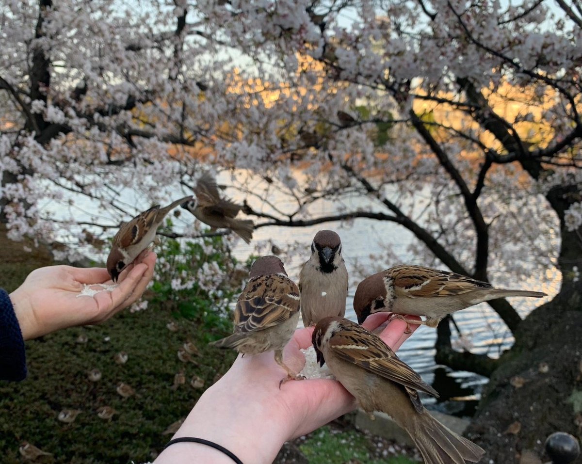 Миканчик✨🌸 tweet media