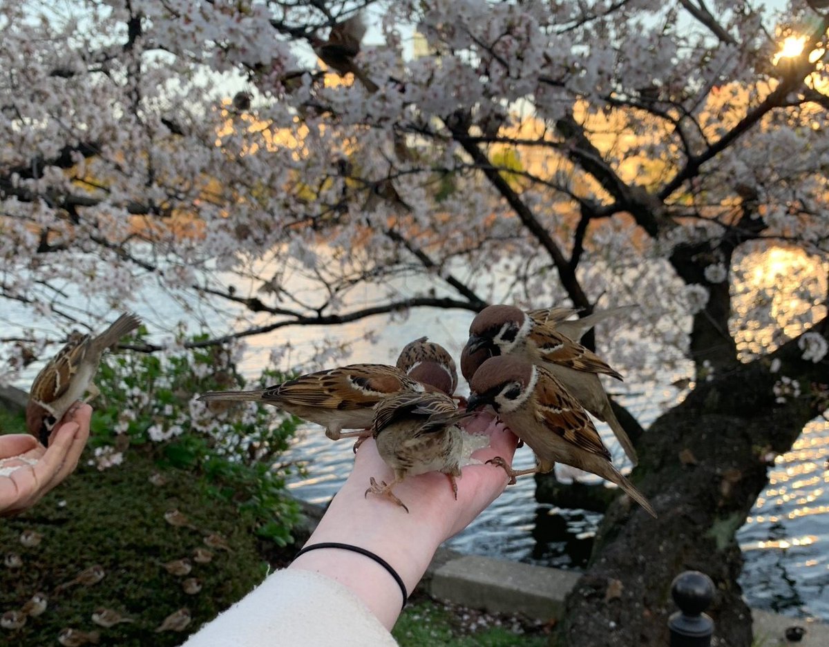 Миканчик✨🌸 tweet media