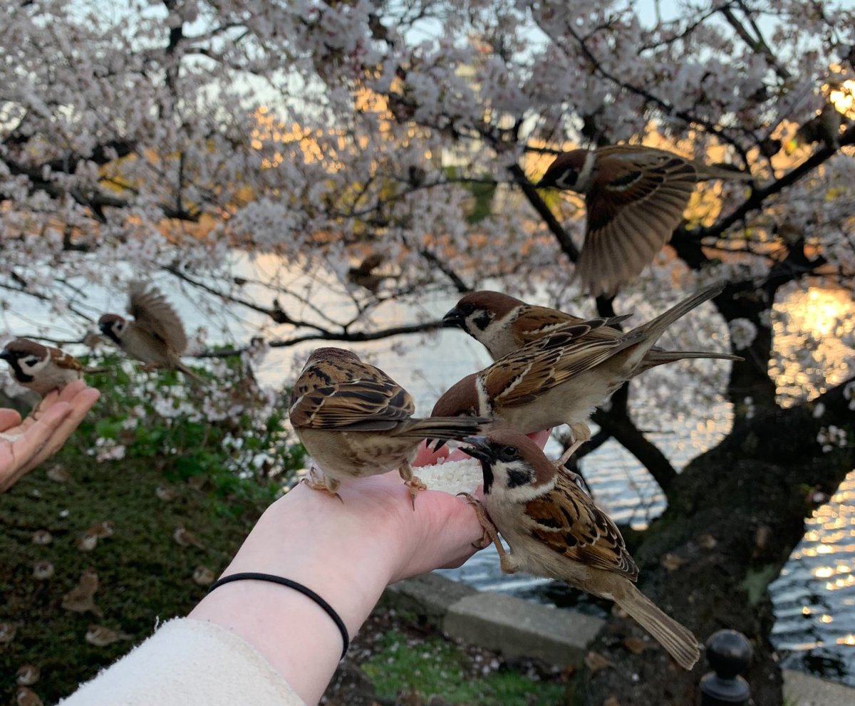 Миканчик✨🌸 tweet media