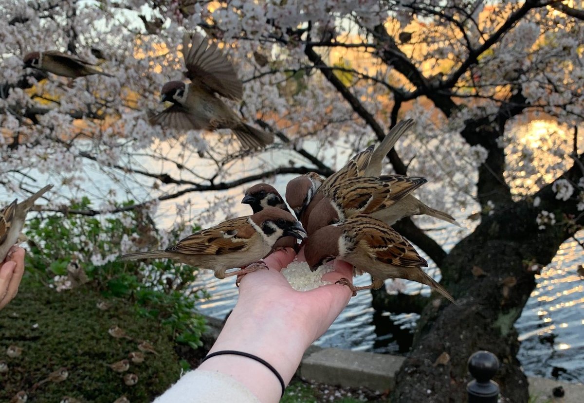 Миканчик✨🌸 tweet media