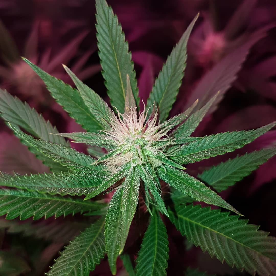Van_Lightning's tweet photo. #error404 week 3 flower.

It's been quite the journey, we keep learning.  I almost gave up a few times on growing, made a few mistakes.

Looked back on my first run of plants and I can see the progress I've made.

Never stop learning, mistakes are apart of it!

#flowers #weed https://t.co/JNzxF6mQQk