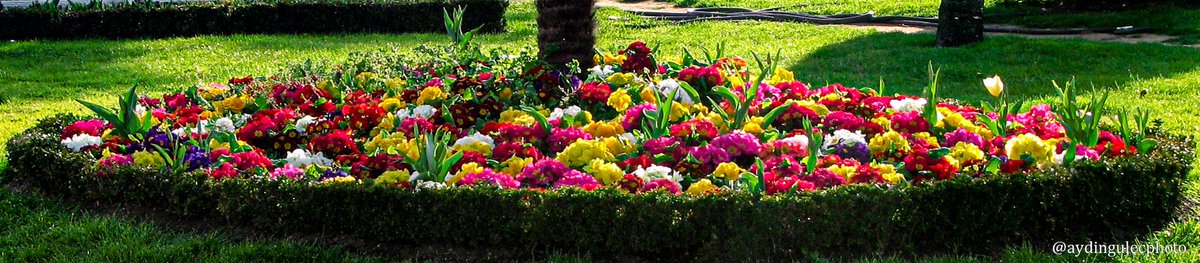 aydingulec's tweet photo. Flower pool.
#photography #fotografia #photographer #flower #flowers #flora #flores #flowerphotography #red #white #yellow #colorful #flowerpool #SaturdayVibes https://t.co/o6hodkFk8s