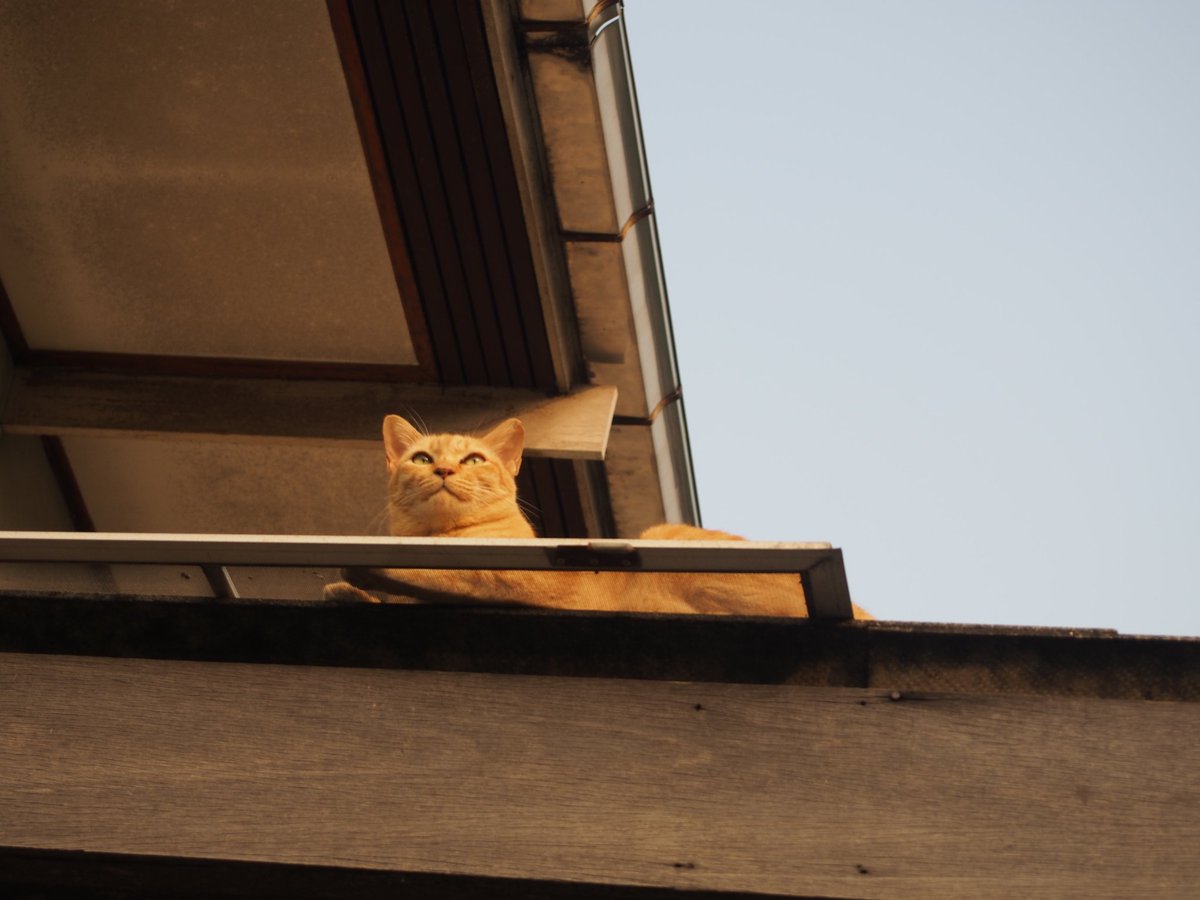 MoonTake_8013's tweet photo. 🐱 https://t.co/XyWB8fGmMm