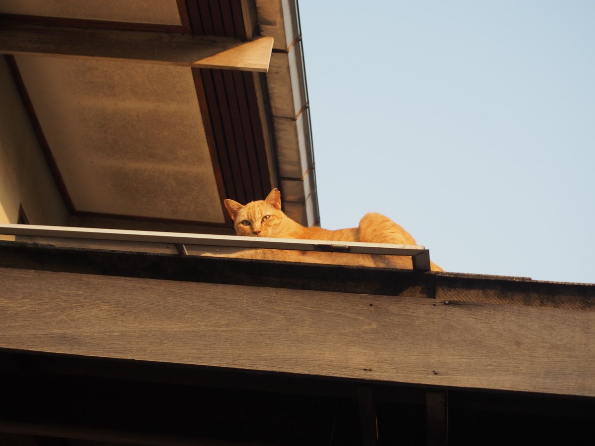 MoonTake_8013's tweet photo. 🐱 https://t.co/XyWB8fGmMm