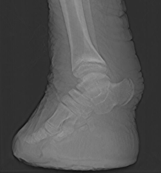McMakeUp86's tweet photo. @ScalaRadio this is an elephant’s foot X-ray....not a humans!! https://t.co/ladgTpfBHl