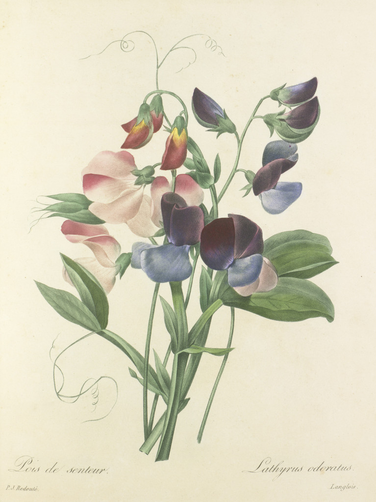 RHSLibraries's tweet photo. Did you know each month is represented by a different flower? 

April's flower is the Sweet Pea which symbolizes a delicate pleasure. In the Victorian language of flowers sweet peas were sent to convey gratefulness. They come in soft pastel shades and two tone colours. https://t.co/InCiz7sxja