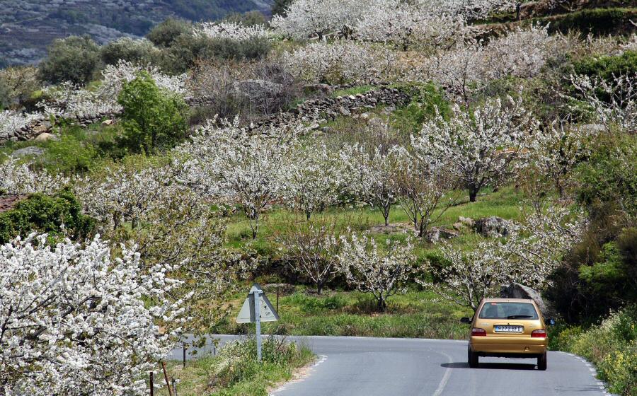 vallejerte_tur's tweet photo. 🌸 @elconfidencial sitúa las carreteras del VALLE DEL JERTE entre "Las 10 carreteras españolas más bonitas para disfrutar del viaje esta primavera" las vías que permiten desplazarse hasta los rincones más bellos del país:  https://t.co/cKiz9qcTib #PrimaveraJerte 🌸🌳🌸🐴🌸🌿 https://t.co/a5kRva7nCx