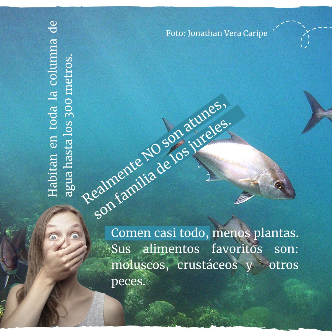 medialpheus's tweet photo. Foto y texto: @jonathanaverac 
Arte: @vivetransmedia en IG
.
#atun #pezinhos #mar #creative #pesca #fishing #caracas #venezuela🇻🇪 #isla #islademargarita #belleza #biology
#curaduria #transmedia #malab #contenidos #contentcreators https://t.co/EqEG6gTJuz